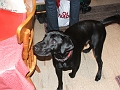 Christmas 2008 049